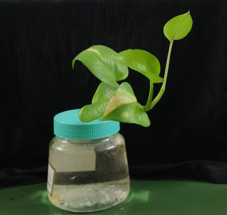 How to Grow Golden Pothos (epipremnum Aureum): the Complete Beginner's Guide