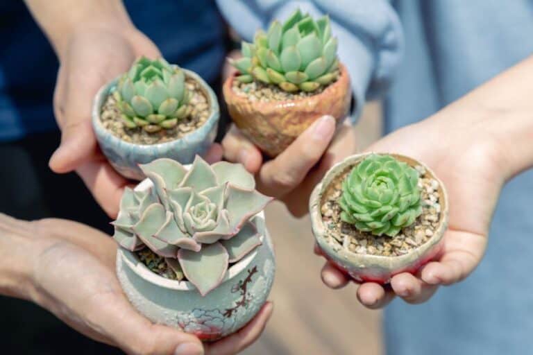 "how to Propagate Succulents From Leaves"