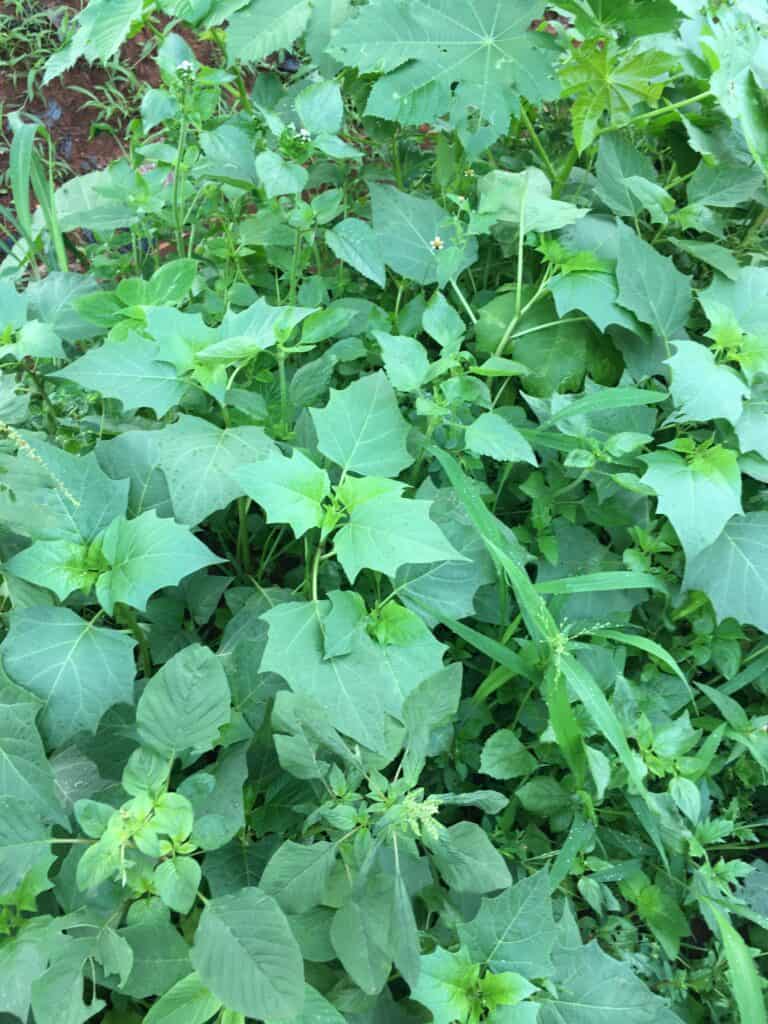 Vegetables to Plant in August for a Fall Harvest (us Summer Garden Guide)