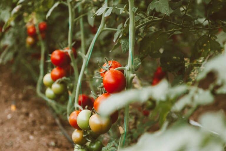 "why Your Tomato Plants Are Not Producing Fruit"