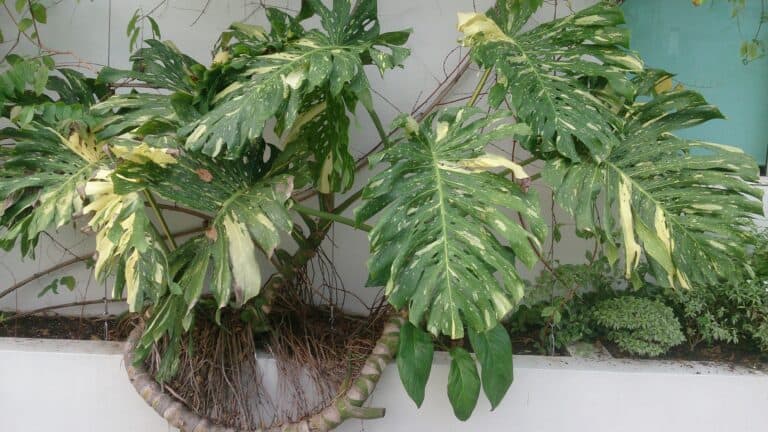 How to Care for Monstera Thai Constellation (light, Watering, Soil & Propagation)