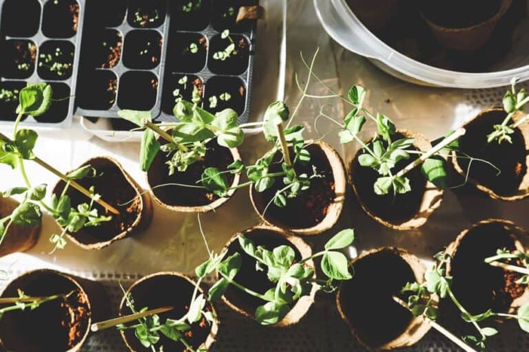 "how to Fix Leggy Seedlings Stretching Toward the Light"