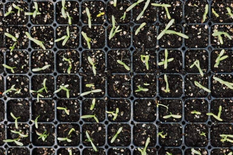 "how to Fix Leggy Seedlings That Are Stretching Toward the Light"
