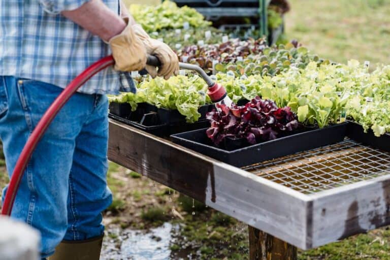 "how to Grow Lettuce in Small Containers Year-round"