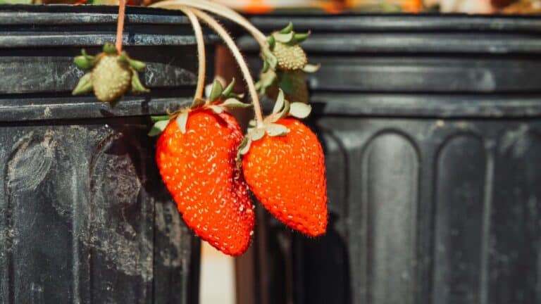 "how to Grow Strawberries in Hanging Basket Containers"
