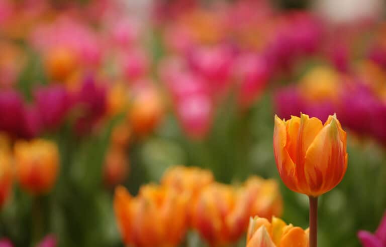 How to Plant Tulip Bulbs in Fall for a Spectacular Spring Garden