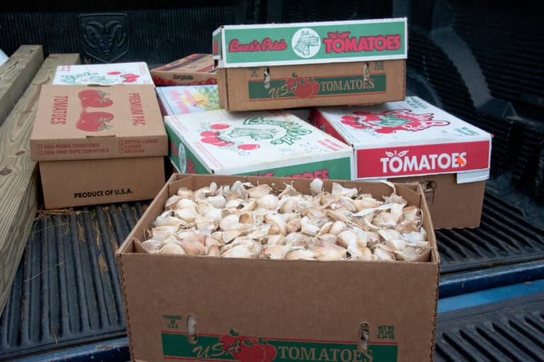 Planting Garlic in October: the Best Time to Get Bigger Bulbs for a Summer Harvest